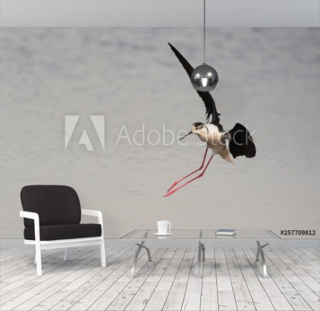 Picture of Cavaliere dItalia Himanthopus himanthopus in volo di atterraggio